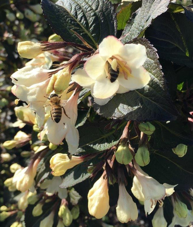 WEIGELA florida ´Ebony & Ivory´ (´Velda´)Ⓢ Laubgehölze Sortiment