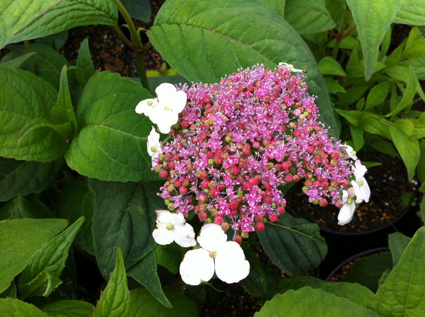 Image of Hydrangea serrata oamacha plants