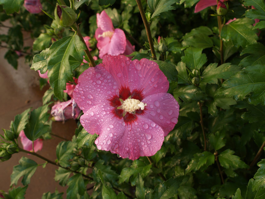 HIBISCUS syriacus ´Pink Giant´® (= ´Flogi´)