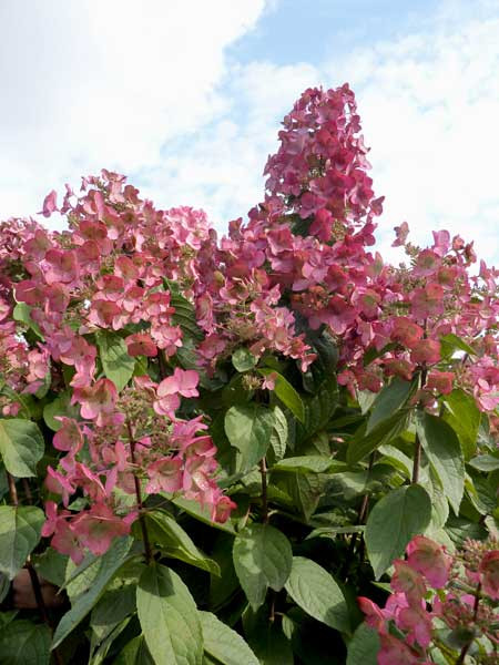 HYDRANGEA paniculata ´Mega Mindy´® (´Ilvomindy´)Ⓢ