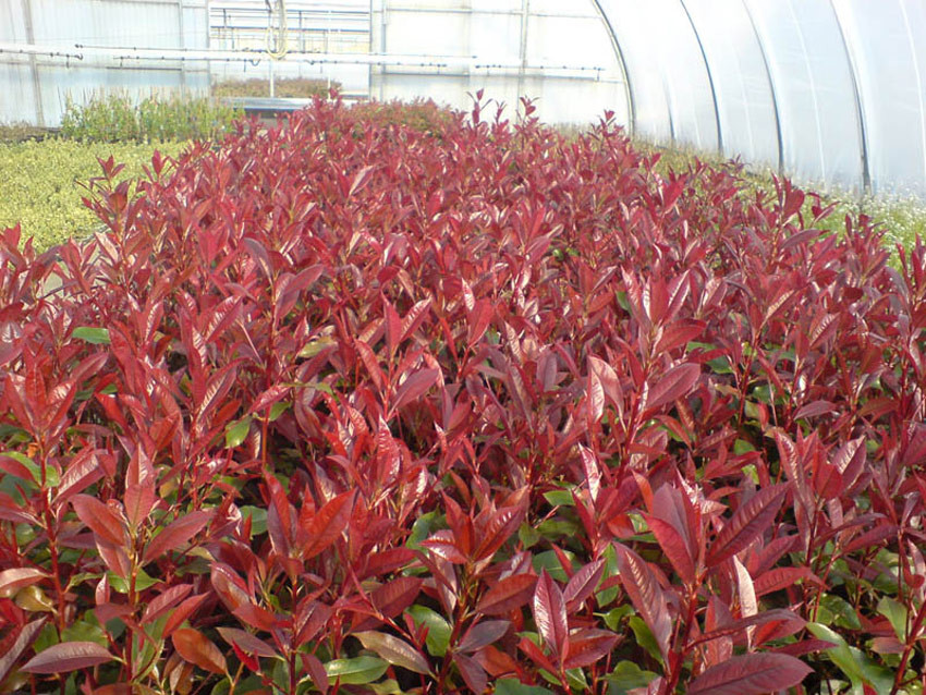 PHOTINIA fraseri ´Camilvy´