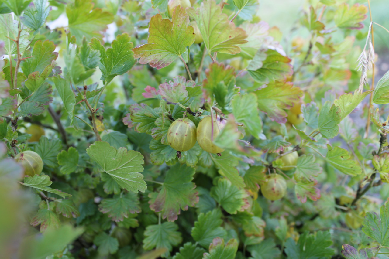 RIBES uva-crispa ´Hinnonmäki gelb´