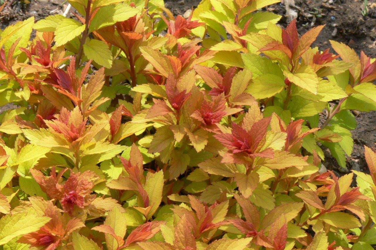 SPIRAEA japonica ´Goldflame´ (= bumalda ´Goldflame´)