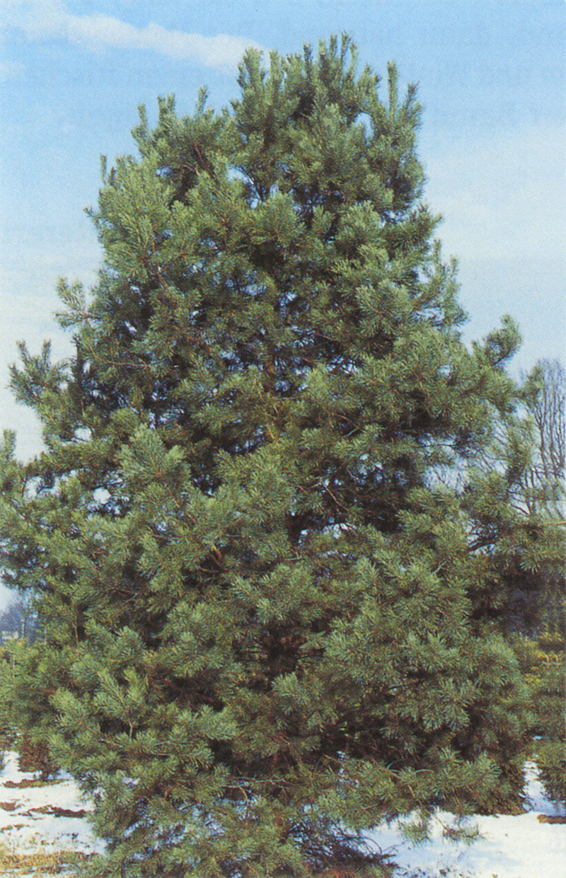 PINUS sylvestris - ´Norske Typ´