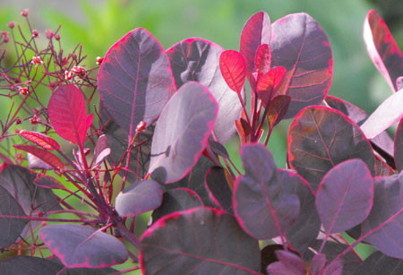 COTINUS coggygria ´Lilla´Ⓢ (=JM51)