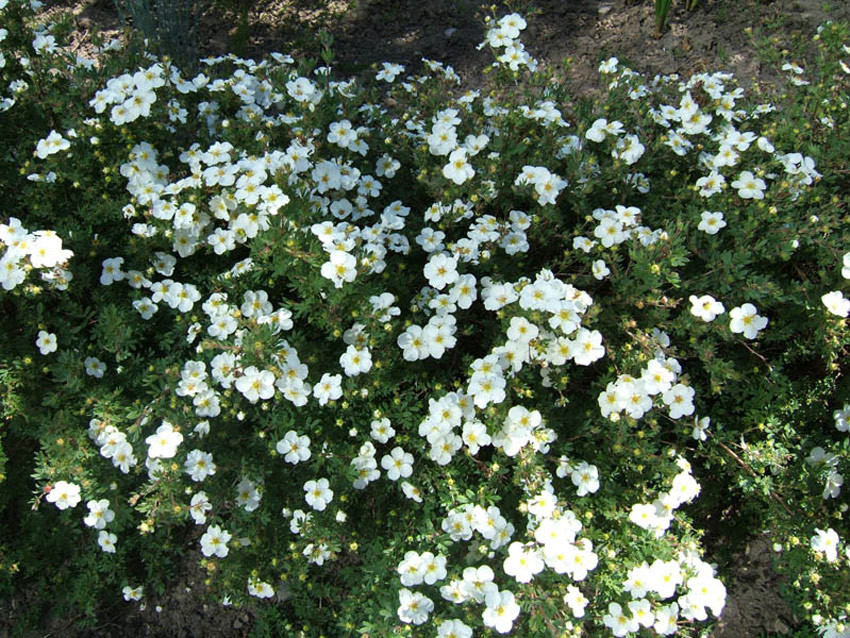 POTENTILLA fruticosa ´Abbotswood´