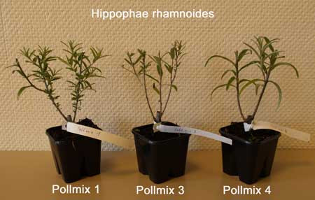 HIPPOPHAE rhamnoides ´Pollmix 4´