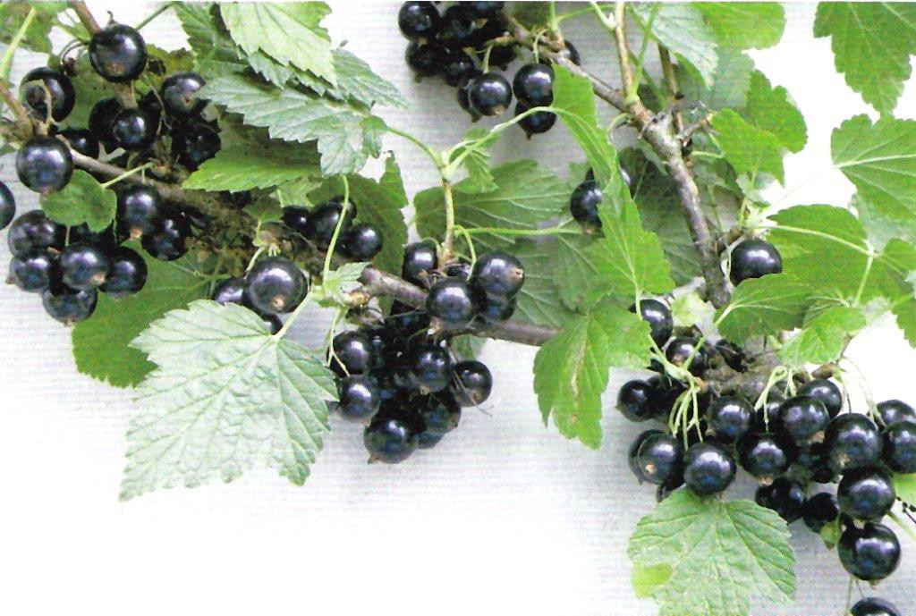 RIBES nigrum ´Ben Connan´