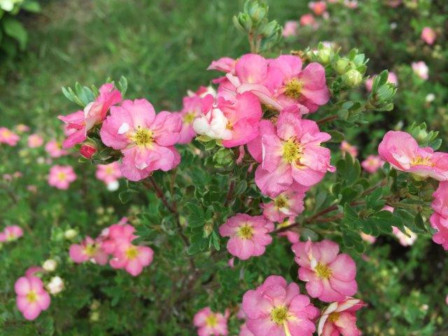 POTENTILLA (= DASIPHORA) fruticosa ´Happy Hearts® Pink Star´Ⓢ (´SMNPPS´) PW®