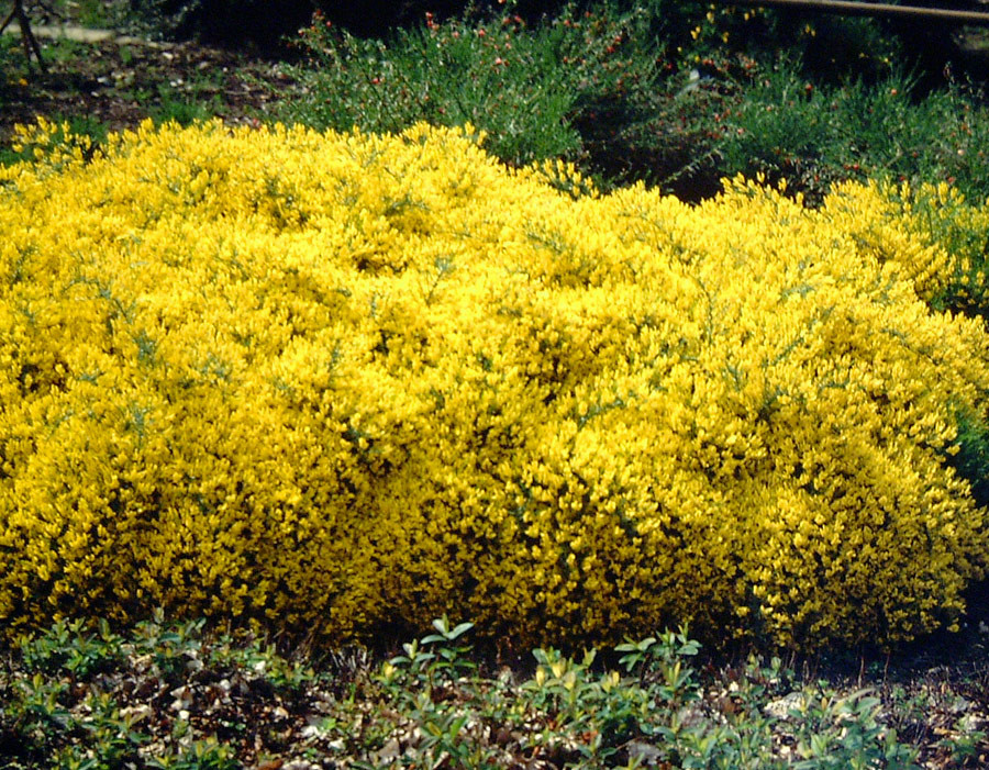 GENISTA lydia (= spathulata)