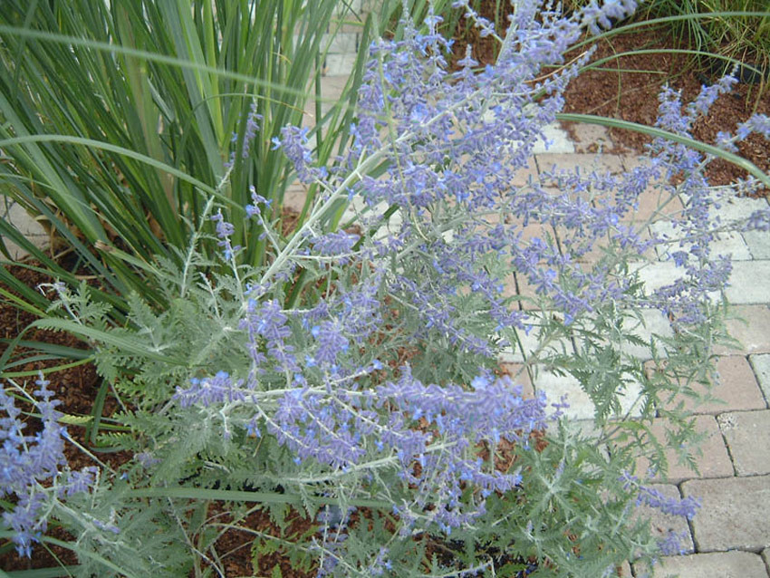 PEROVSKIA atriplicifolia ´Blue Spire´