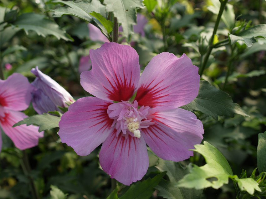 HIBISCUS syriacus ´Maike´® (´KOJUHSM´)