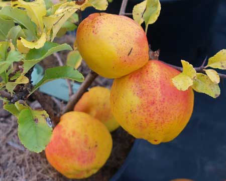 CHAENOMELES japonica ´Cido´