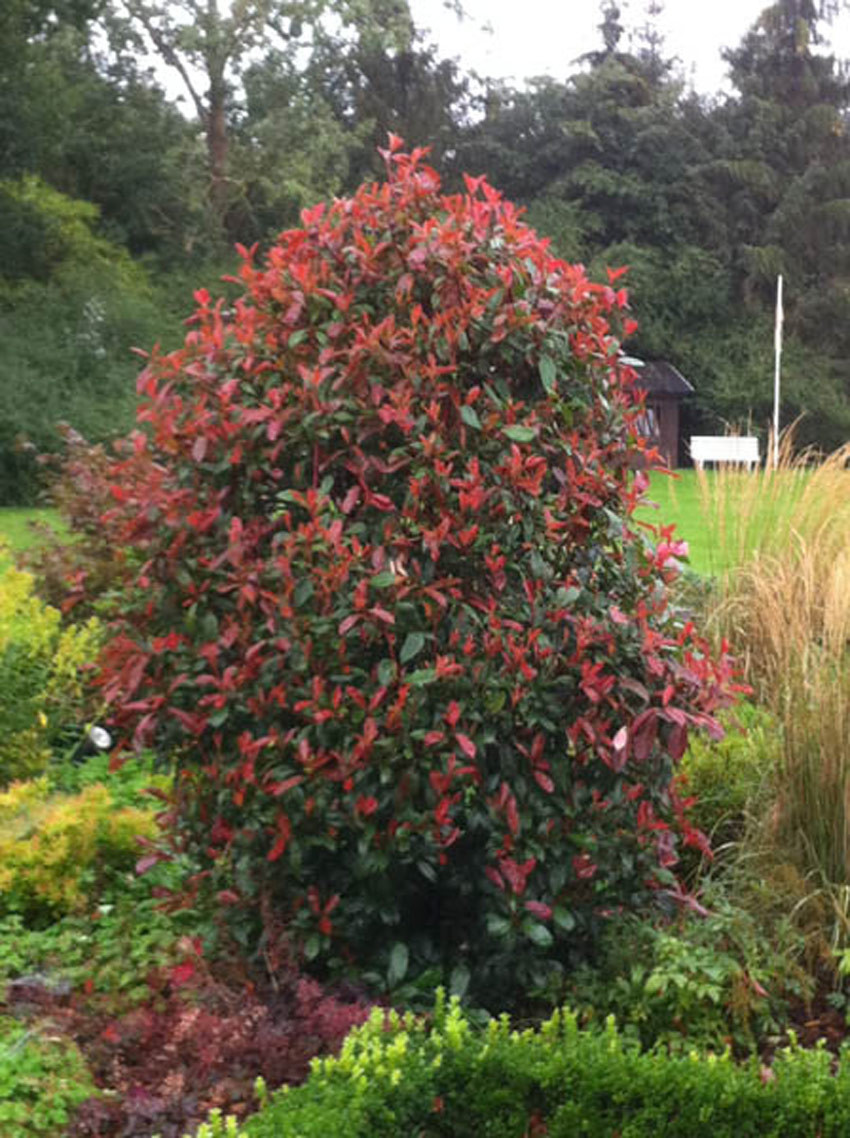 PHOTINIA fraseri ´Red Robin´