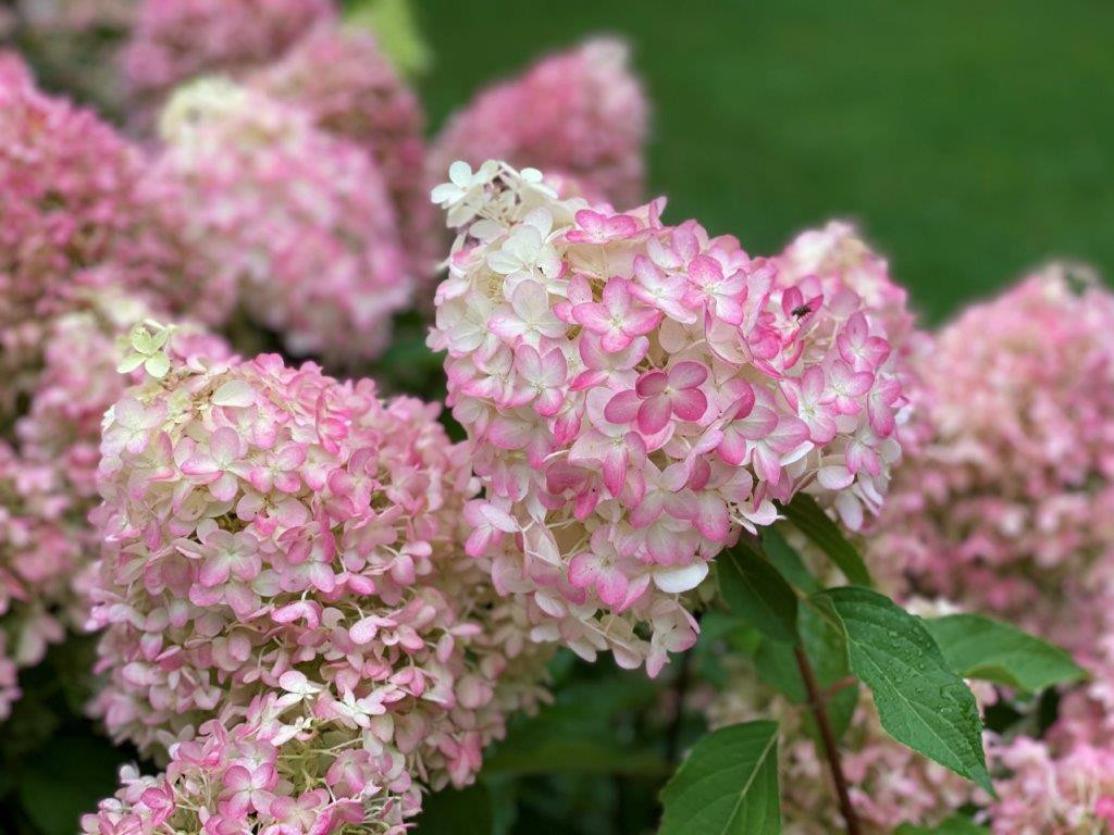 Image of Close-up of pinkachu hydrangea flower