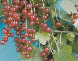 RIBES rubrum ´Detvan´