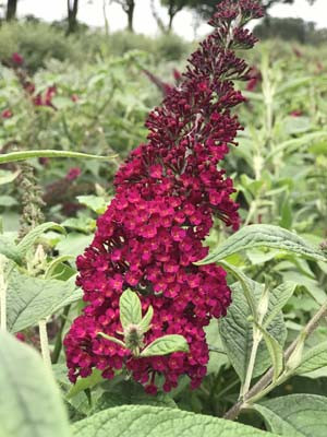 BUDDLEJA davidii ´Rêve de Papillon® Red´ (´Boscranz´)Ⓢ