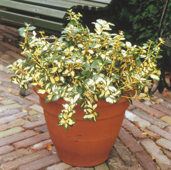 EUONYMUS fortunei ´Blondy´®