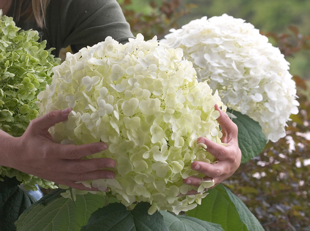 HYDRANGEA arborescens ´Strong Annabelle´® (´Incrediball´)® (´Abetwo´)Ⓢ PW®