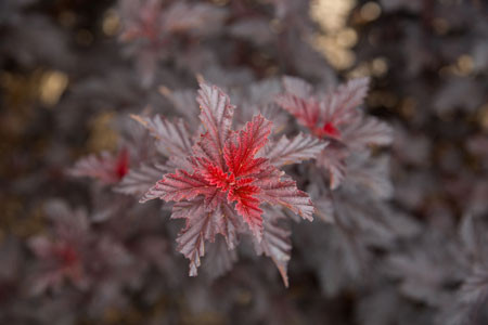 PHYSOCARPUS opulifolius ´Fireside´® (´UMN Harpell´)Ⓢ FE®