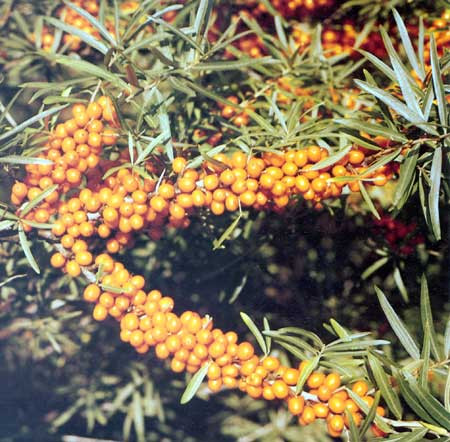 HIPPOPHAE rhamnoides ´Frugana´