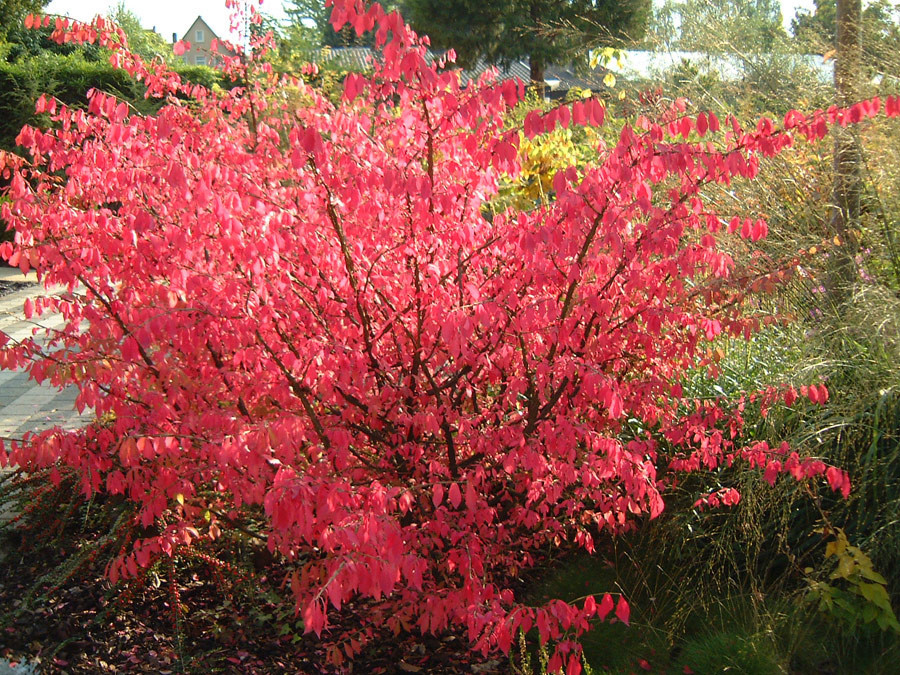 EUONYMUS alatus (= sacrosanctus)