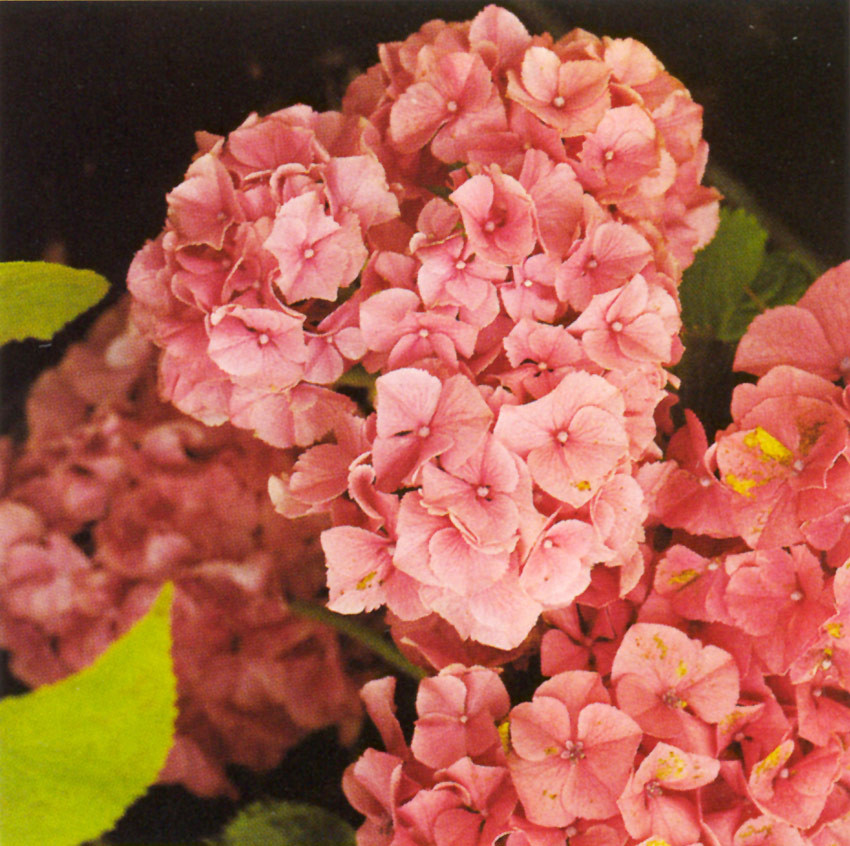 HYDRANGEA macrophylla ´Masja´ (= ´Sibilla´)