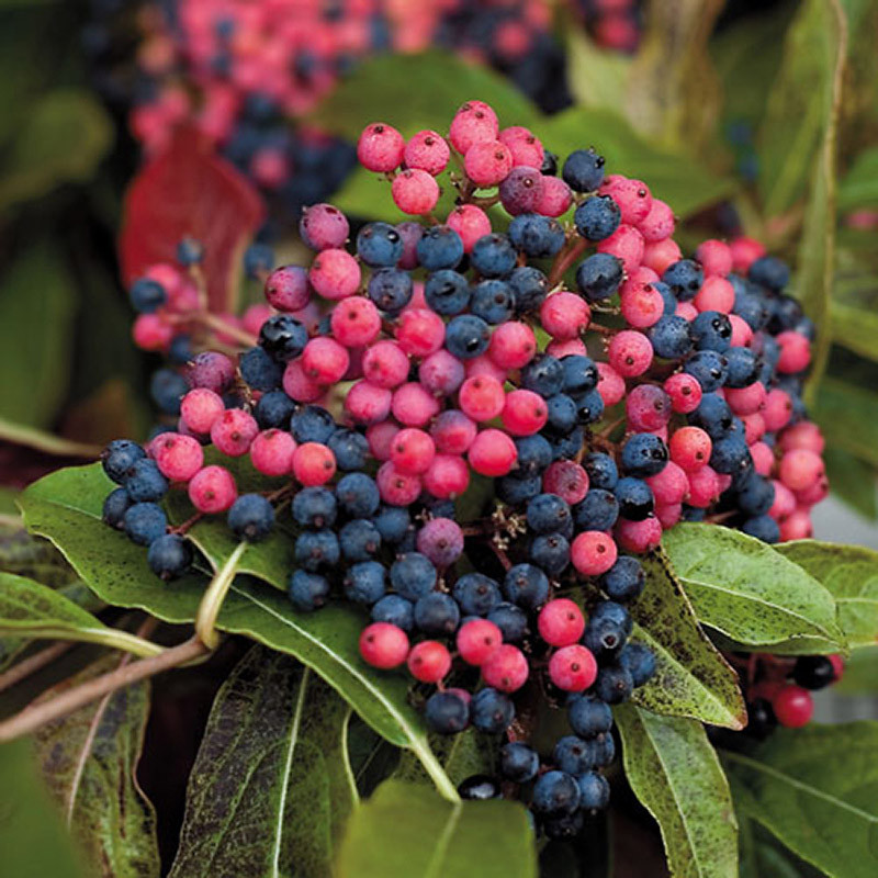 VIBURNUM nudum ´Brandywine´® (´BULK´)