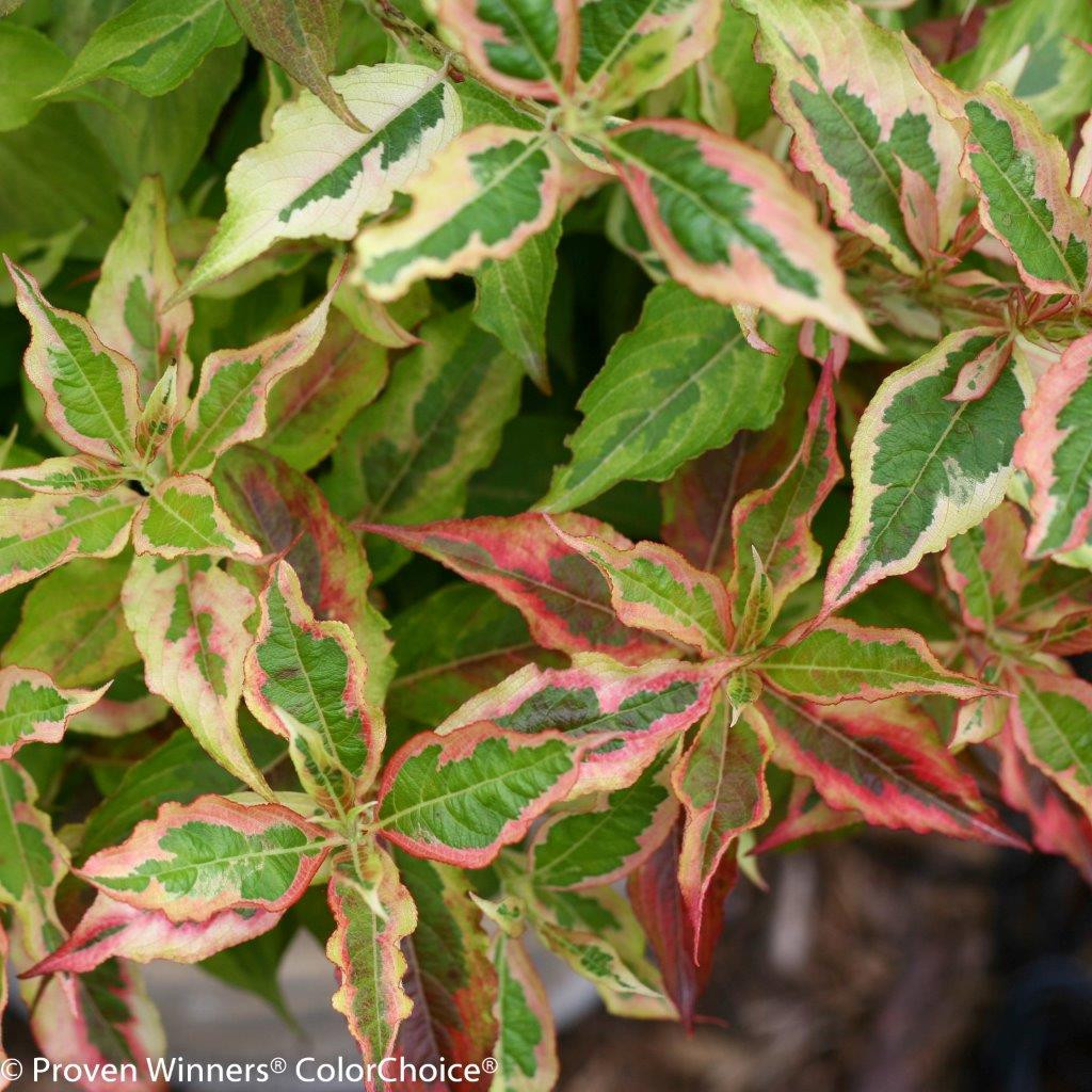 WEIGELA florida ´My Monet Sunset´® PW®