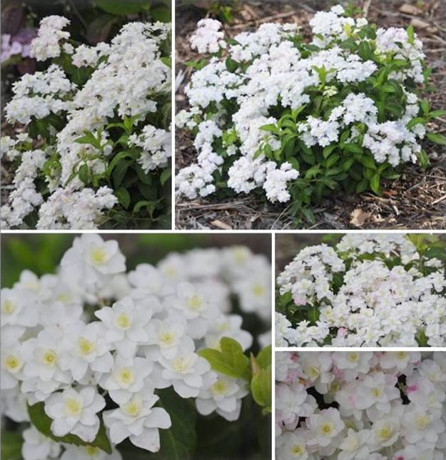 Image of Serrata white hydrangea