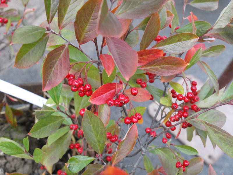 ARONIA arbutifolia ´Brilliant´