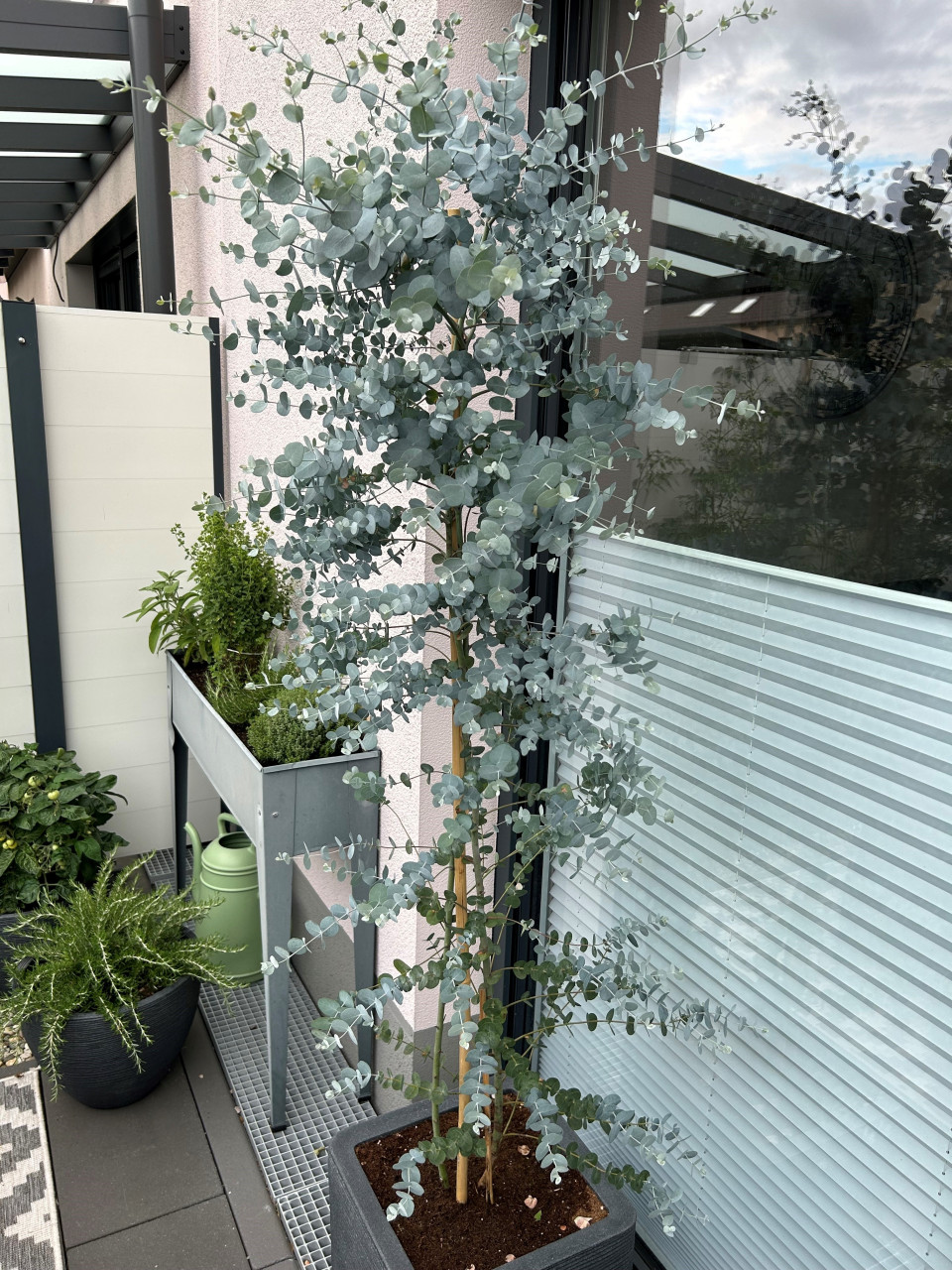 Eucalyptus gunnii ´Silver Dollar´®