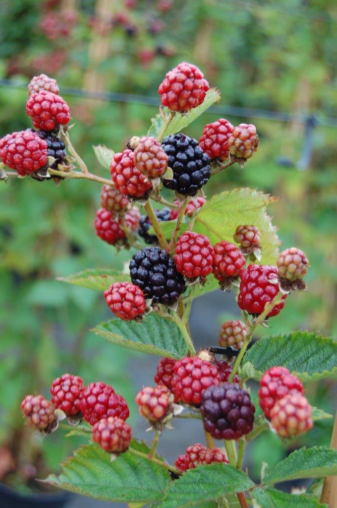 RUBUS fruticosus ´Navaho´®