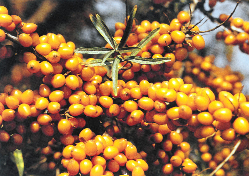 HIPPOPHAE rhamnoides ´Leikora´