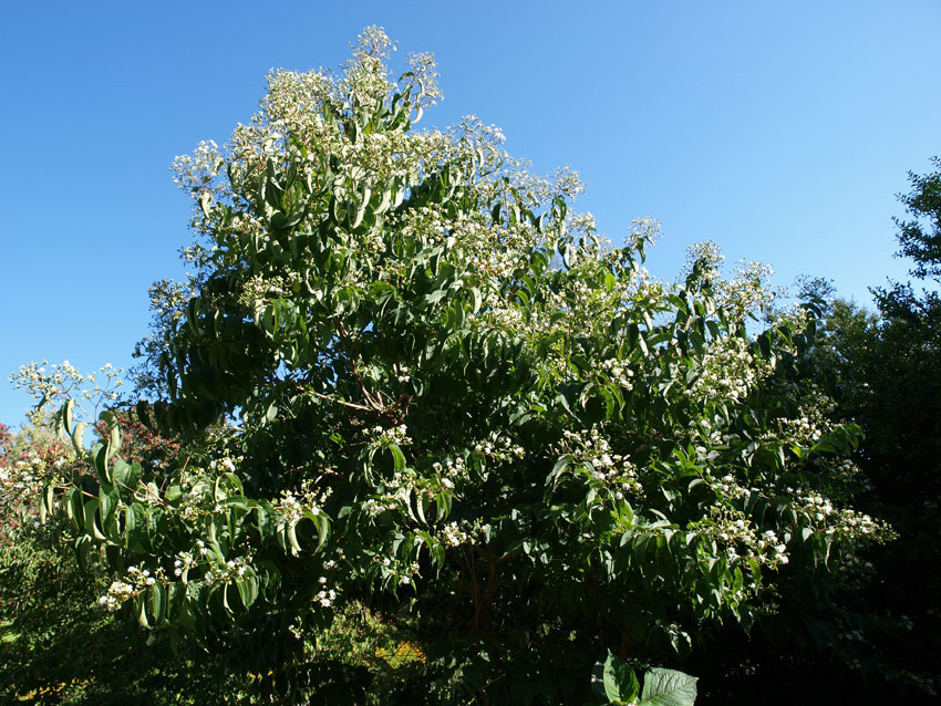 HEPTACODIUM miconioides (= jasminoides)