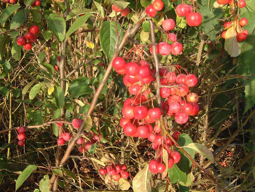 MALUS ´Red Sentinel´ (= robusta ´Red Sentinel´)