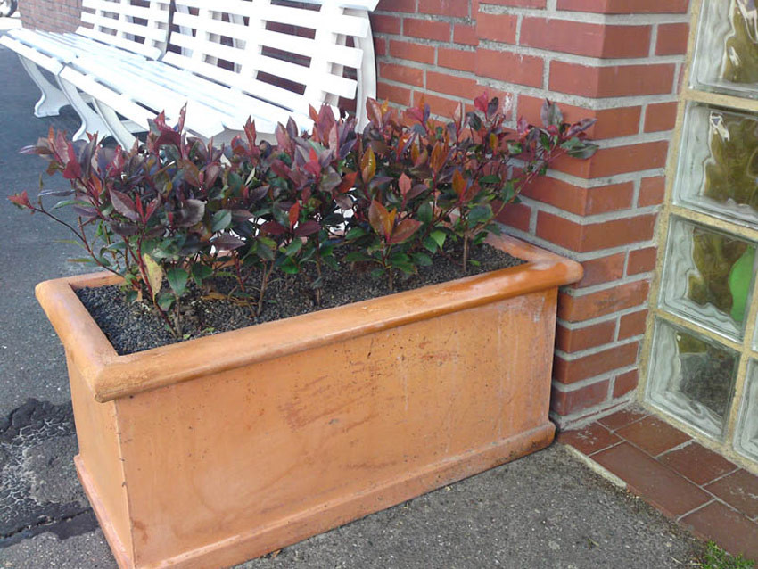 PHOTINIA fraseri ´Little Red Robin´ (= ´Roter Zwerg´)