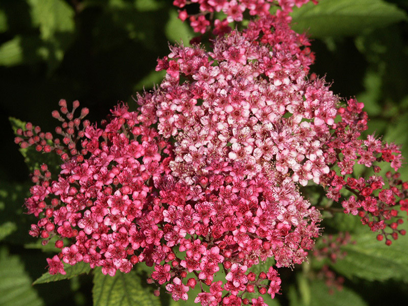 SPIRAEA japonica ´Darts Red´ (= bumalda ´Darts Red´)