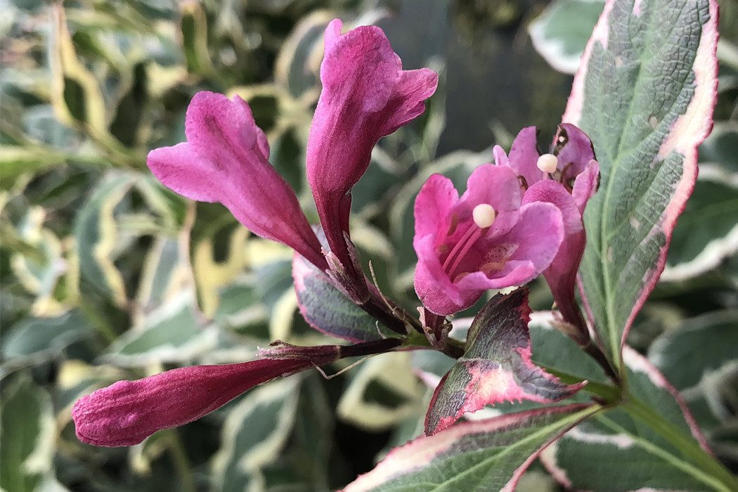 WEIGELA florida ´All Summer® (´Verweig 8´)Ⓢ Laubgehölze