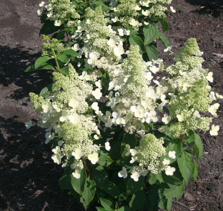 HYDRANGEA paniculata ´Magical® Himalaya´ (´Kolmahima´)Ⓢ