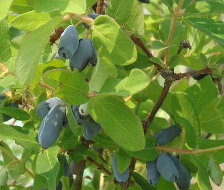 LONICERA kamtschatica ´Myberry Farm´ (=´Indigo Gem´)