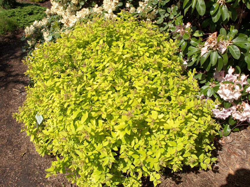 SPIRAEA japonica ´Golden Princess´