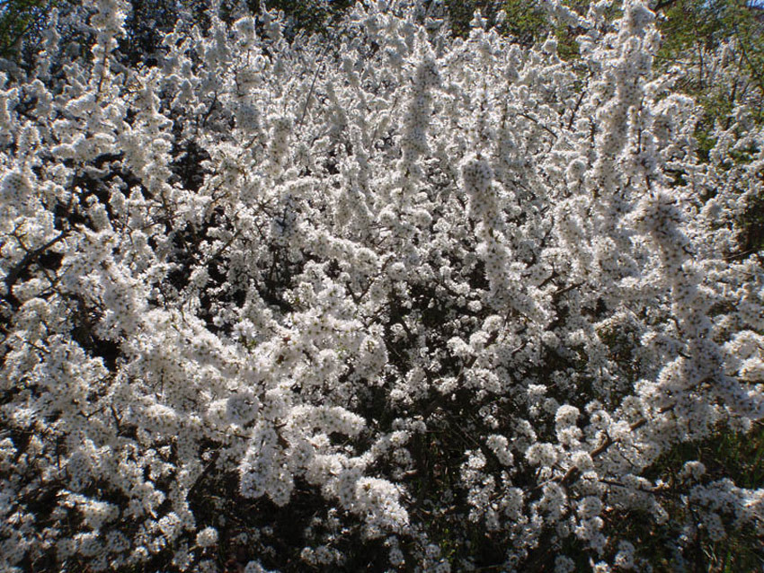 PRUNUS spinosa