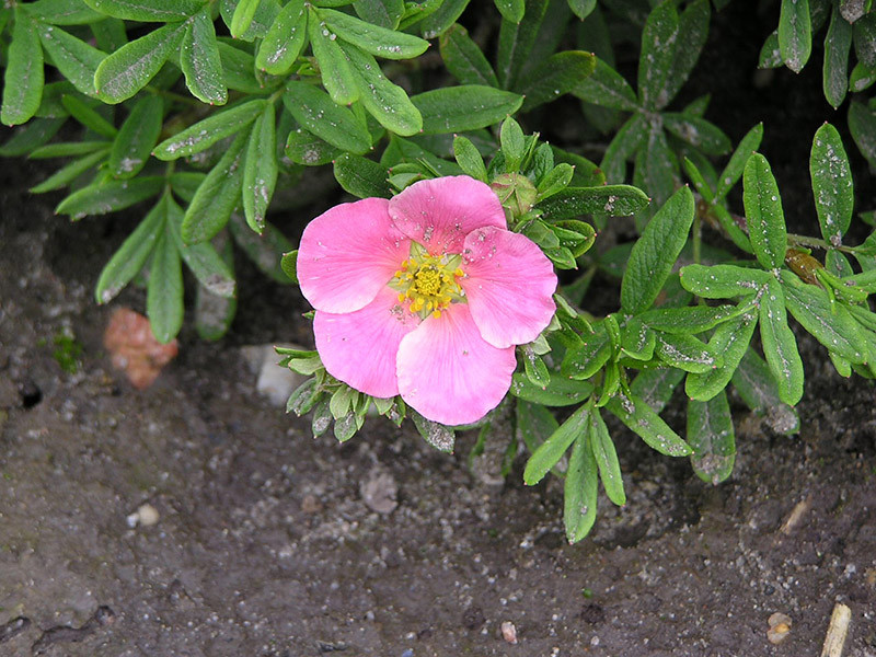 POTENTILLA fruticosa ´Lovely Pink´® (´Pink Beauty´)Ⓢ