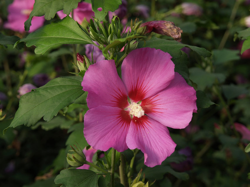 HIBISCUS syriacus ´Russian Violet´ (= ´Floru´) | Decidous trees and ...
