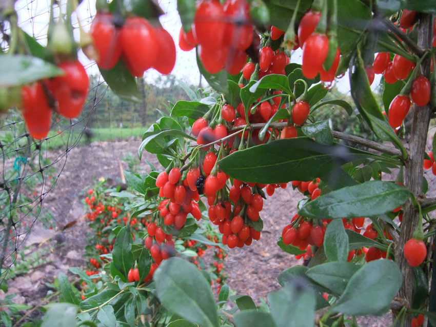 LYCIUM barbarum ´Sweet Lifeberry´® (´KOJULBS´)