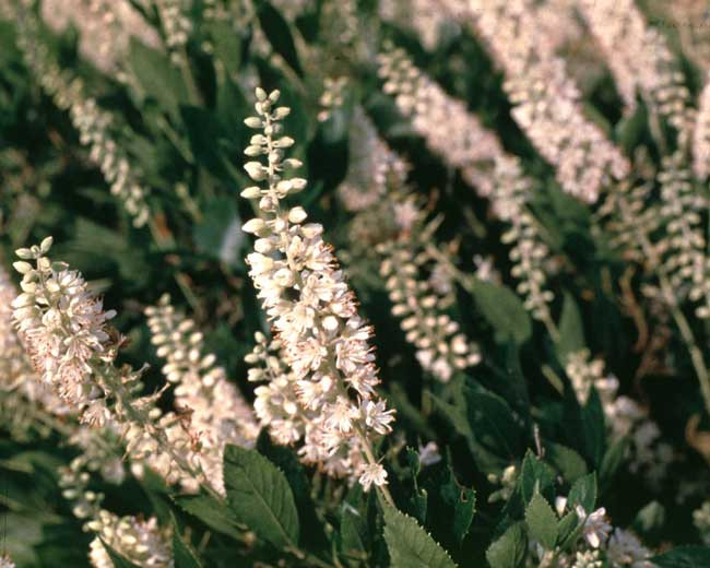 CLETHRA alnifolia ´Sixteen Candles´