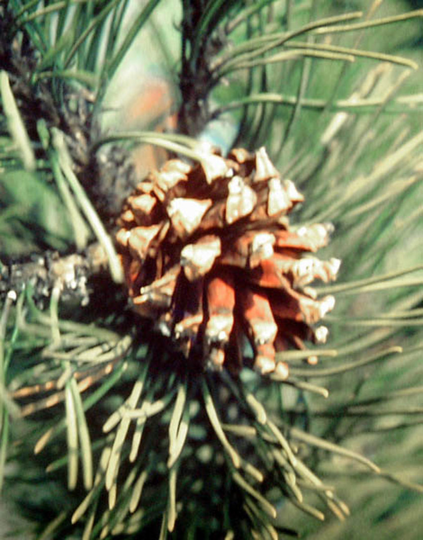PINUS mugo (= montana)
