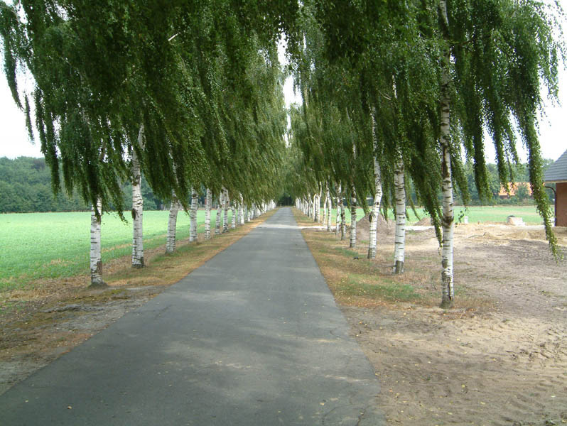 BETULA pendula