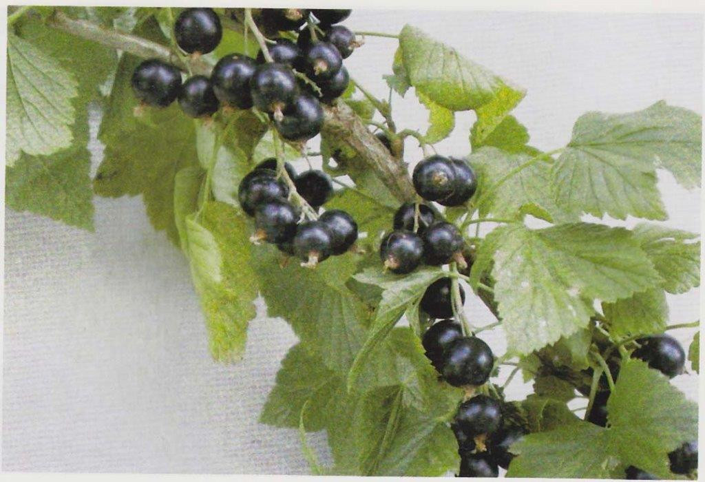 RIBES nigrum ´Tenah´